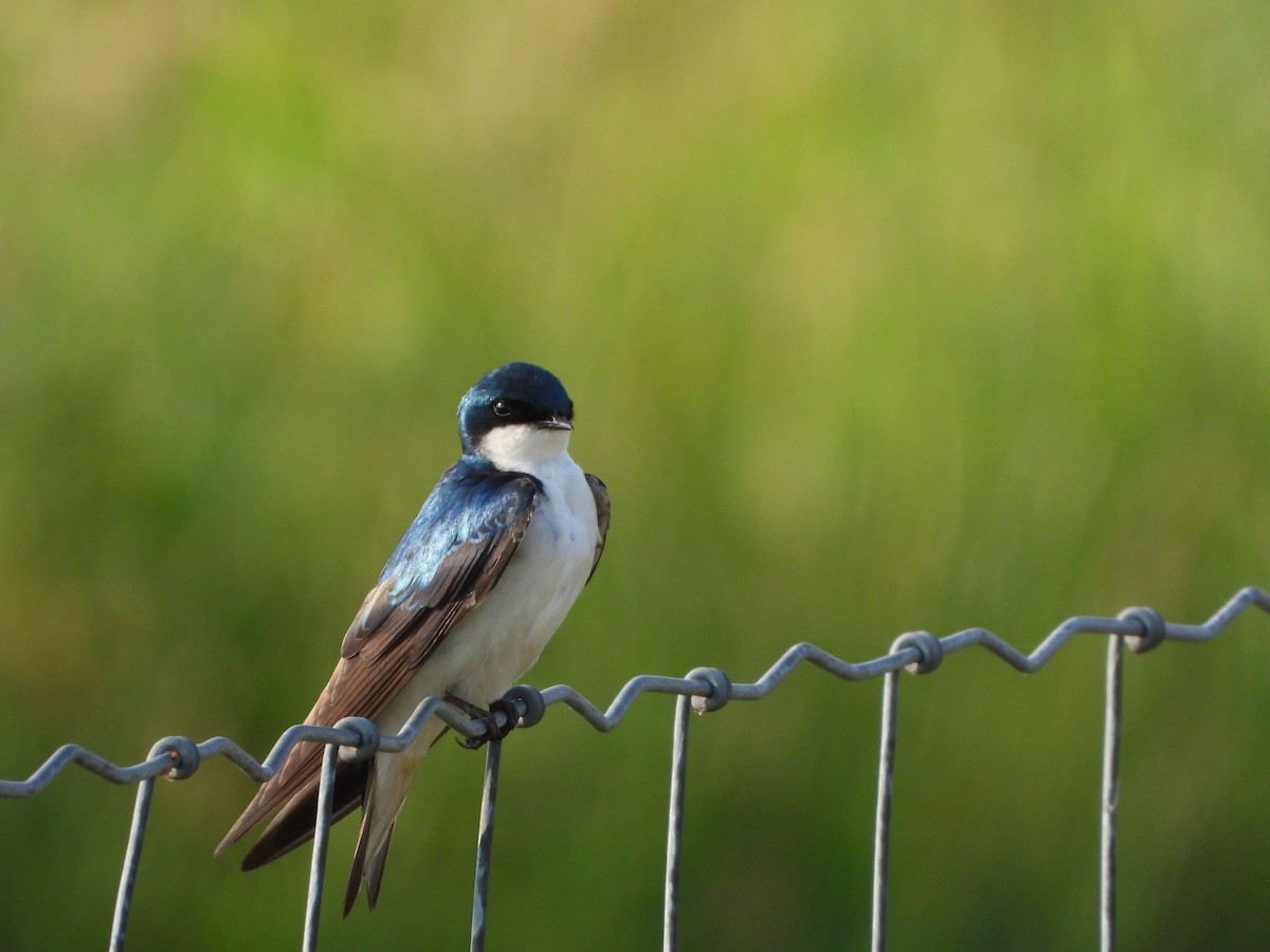 Tree Swallow - ML620721489