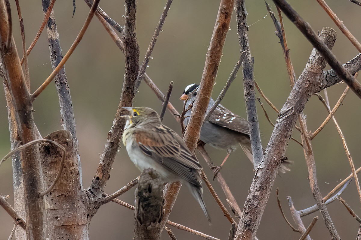 White-crowned Sparrow - frank danker