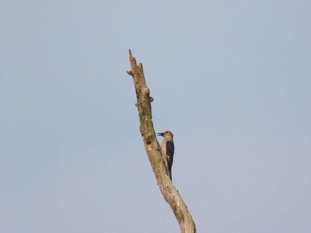 Red-bellied Woodpecker - ML620721493