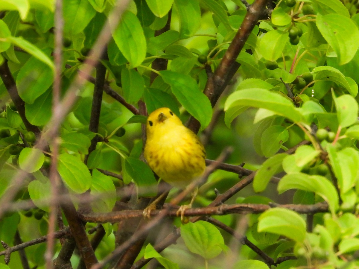 Yellow Warbler - ML620721494