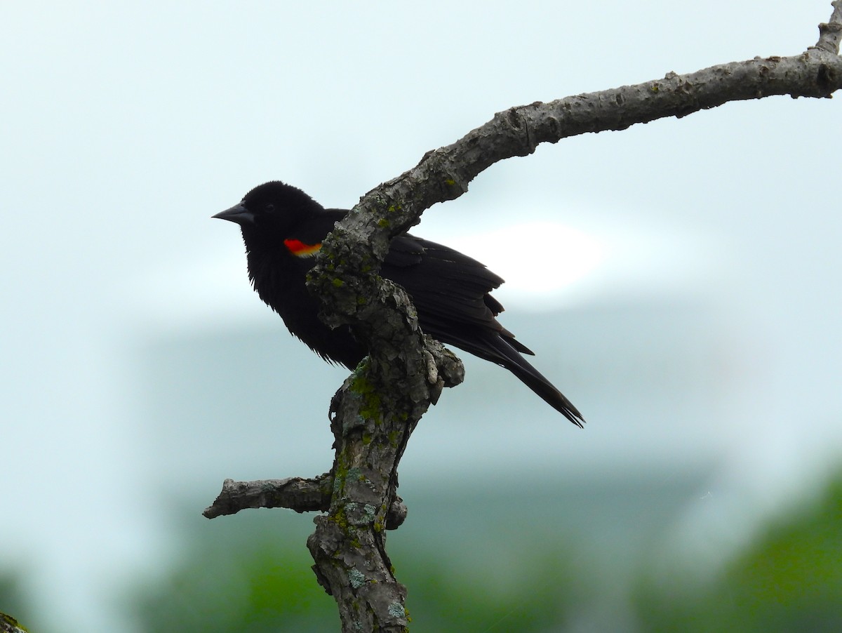 Red-winged Blackbird - ML620721496