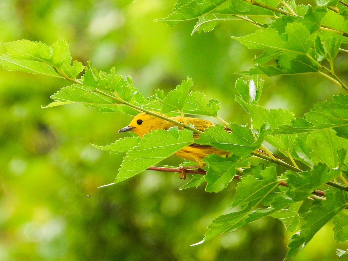 Paruline jaune - ML620721497