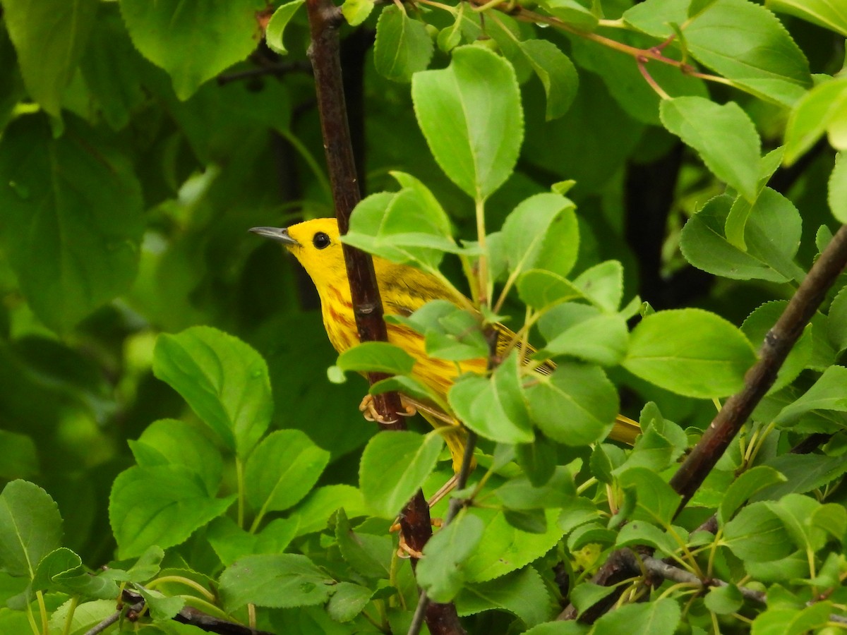 Paruline jaune - ML620721498