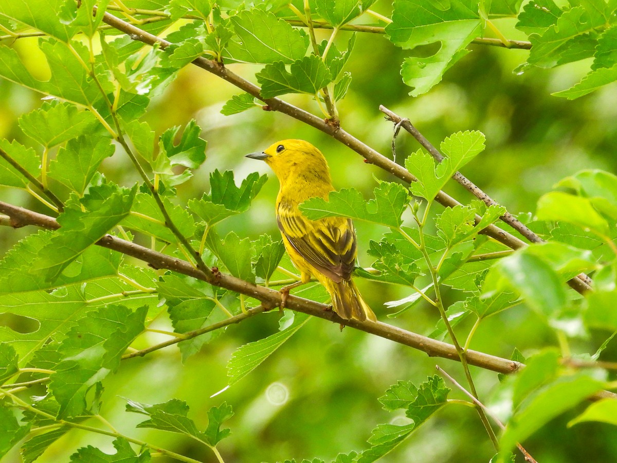 Yellow Warbler - ML620721500