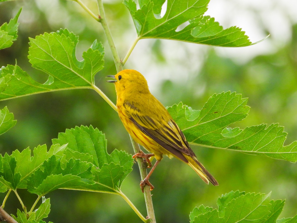 Paruline jaune - ML620721501