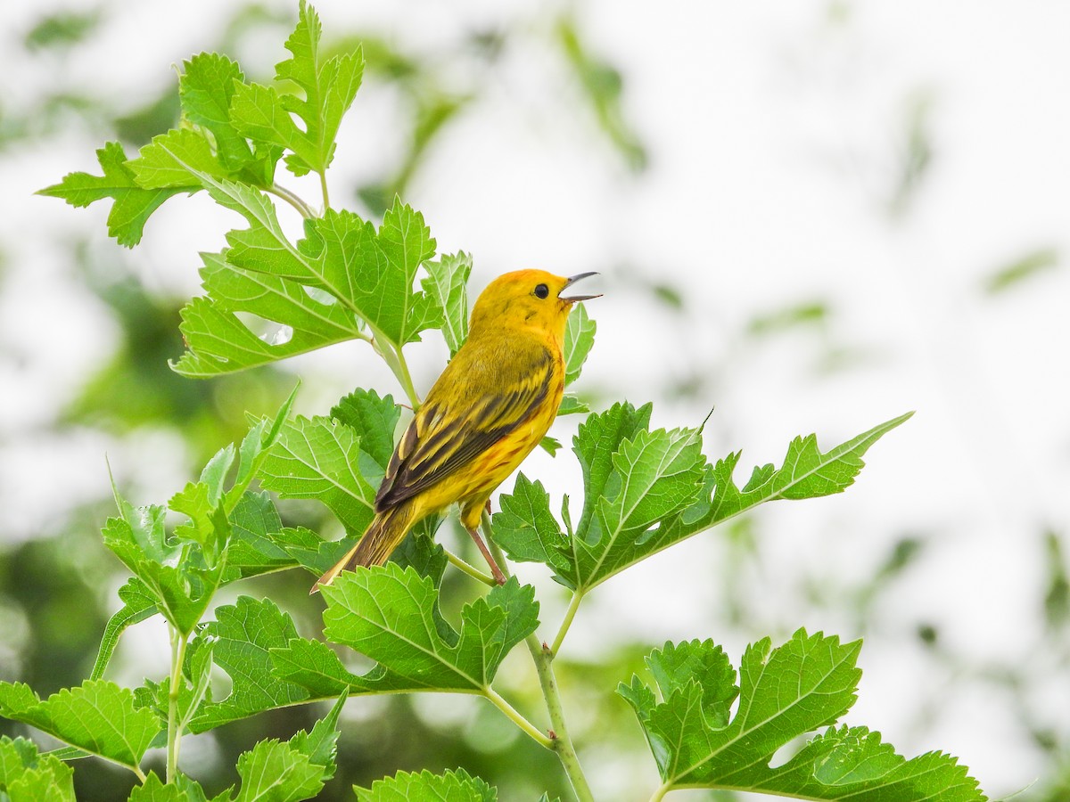 Yellow Warbler - Haley Gottardo