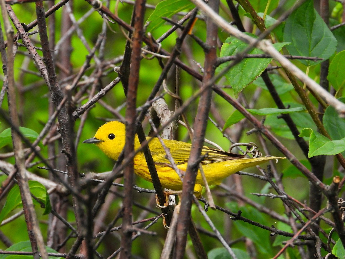 Yellow Warbler - ML620721503