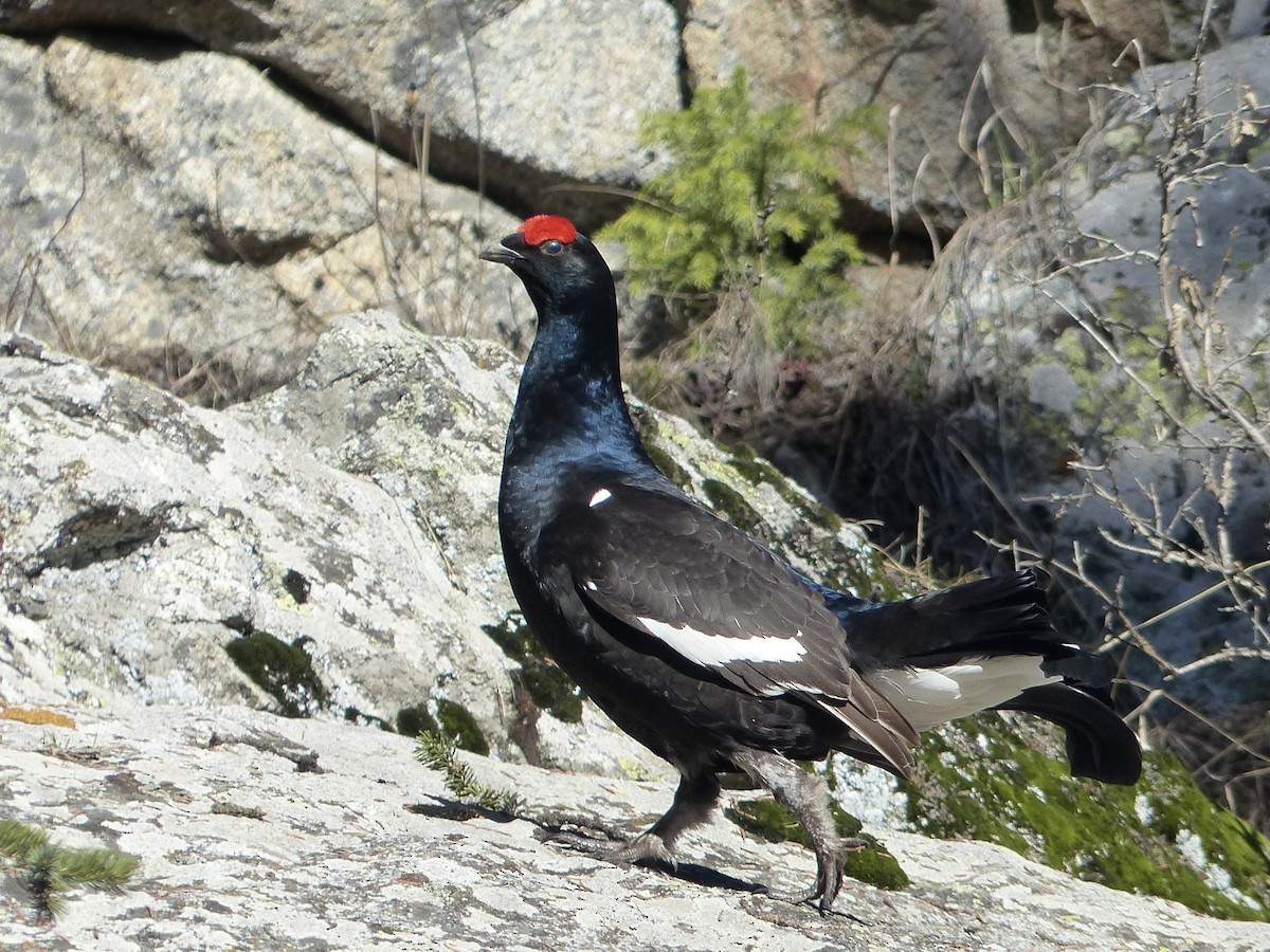 Black Grouse - ML620721506