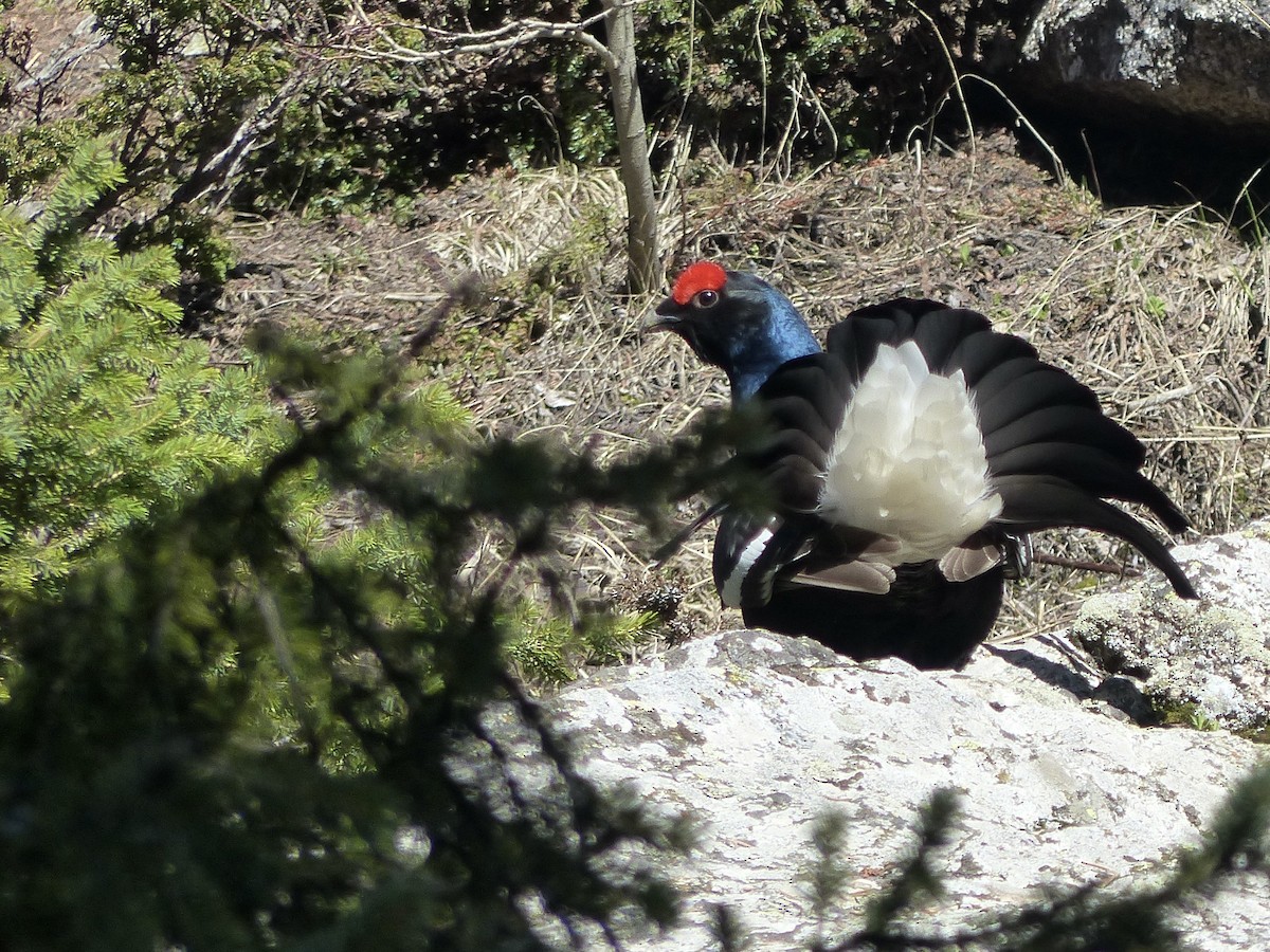 Black Grouse - ML620721507