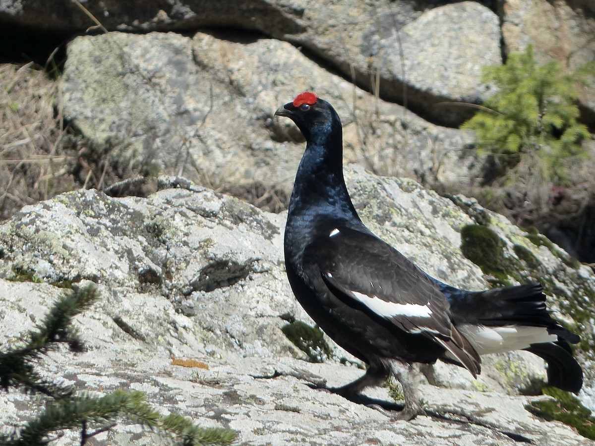 Black Grouse - ML620721508