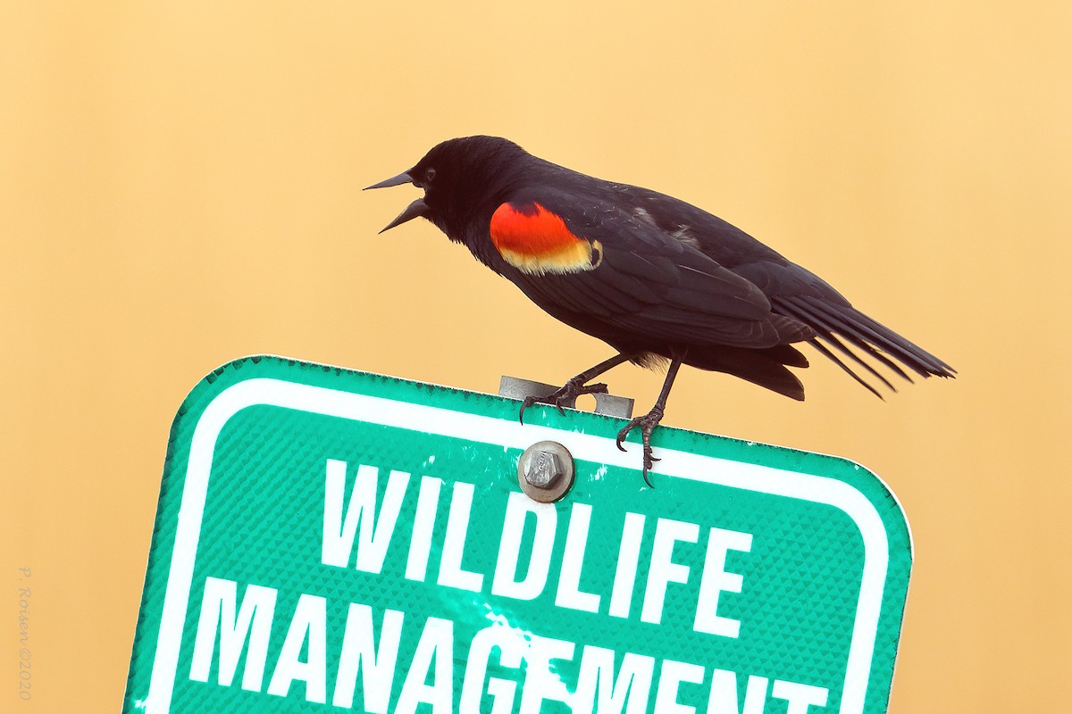 Red-winged Blackbird - ML620721512