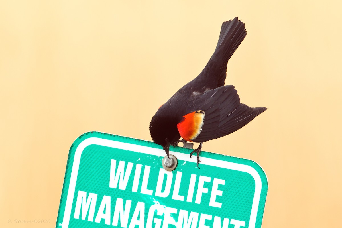 Red-winged Blackbird - ML620721513