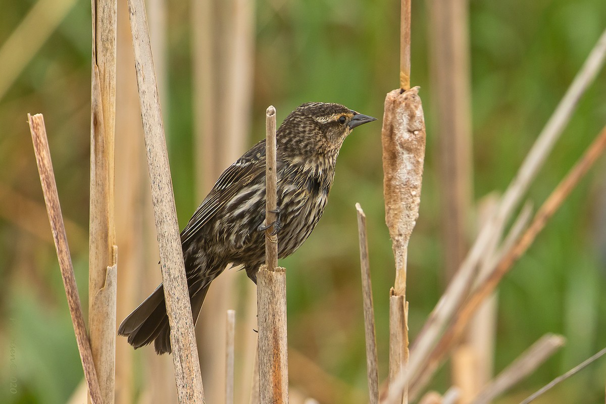 Red-winged Blackbird - ML620721514