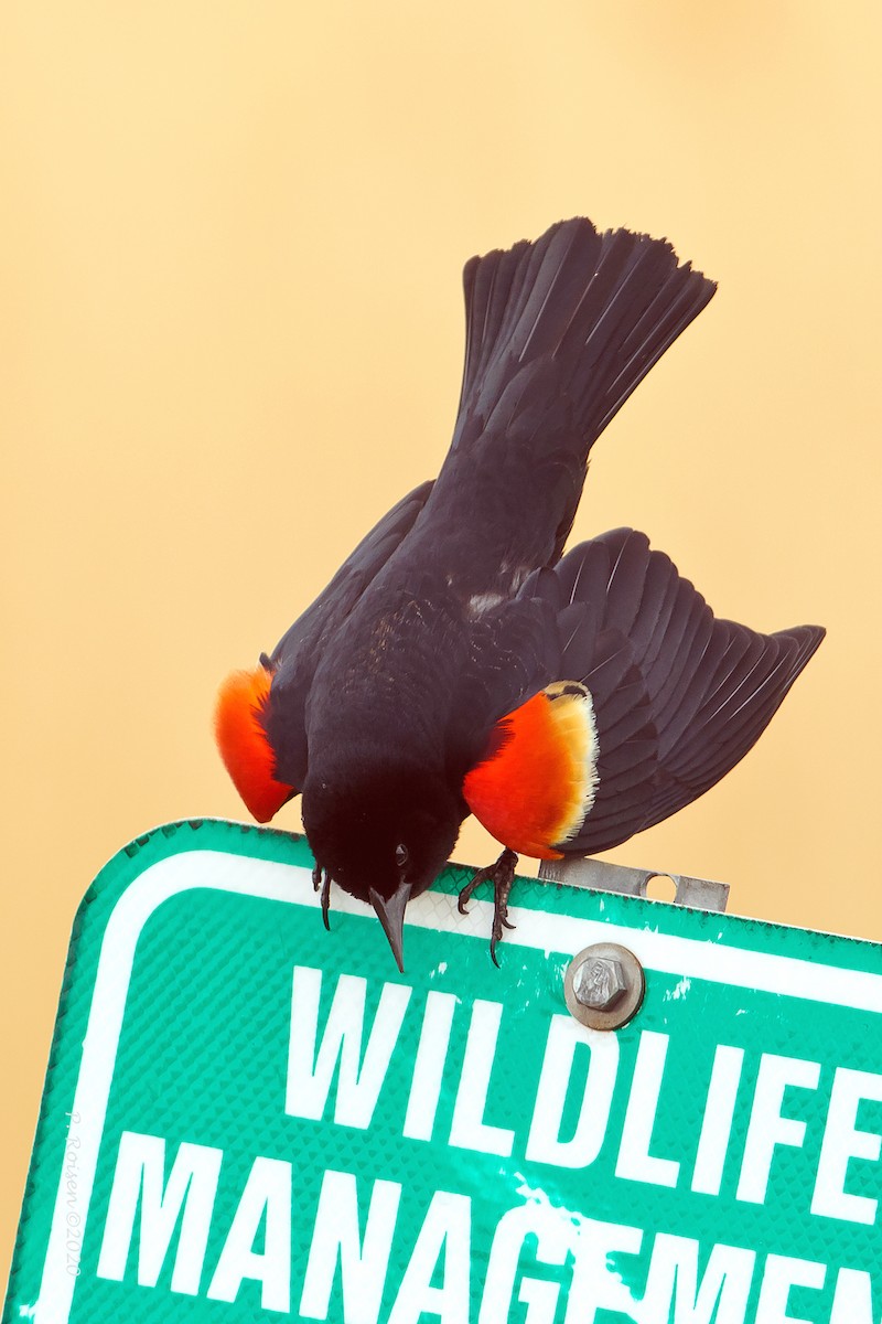 Red-winged Blackbird - ML620721515