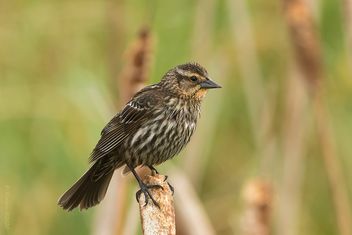 Red-winged Blackbird - ML620721516