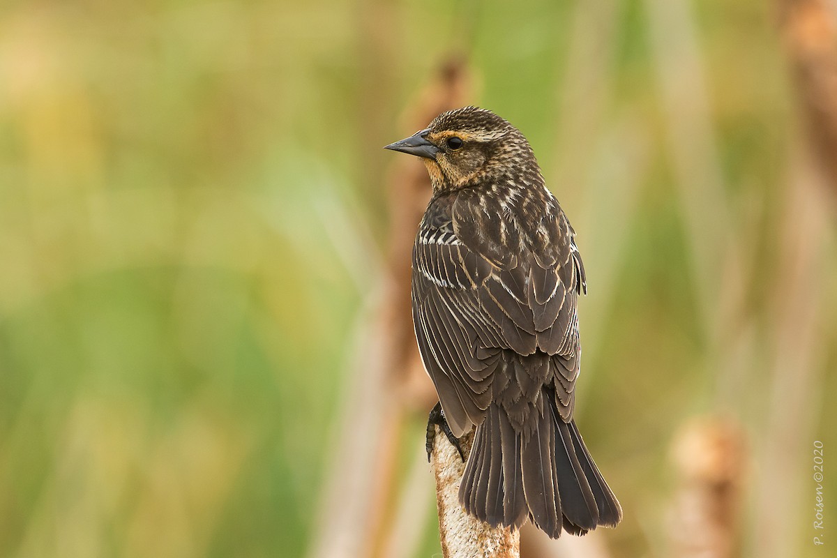 Red-winged Blackbird - ML620721517