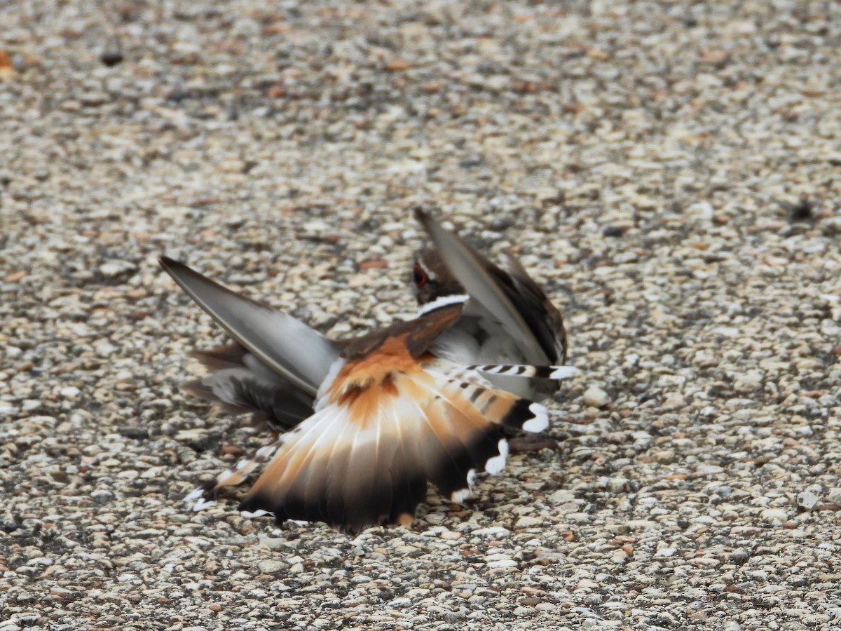 Killdeer - ML620721521