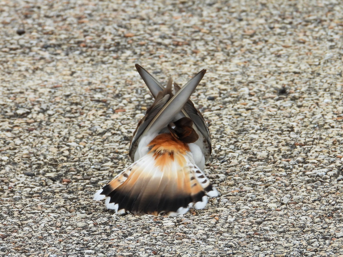 Killdeer - ML620721522