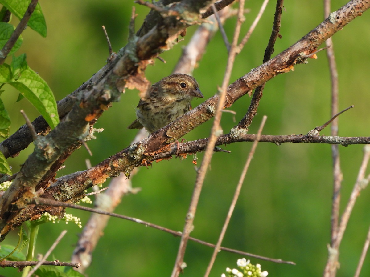 Song Sparrow - ML620721528