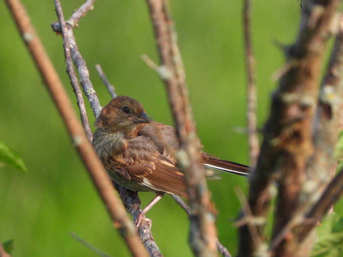 Eastern Towhee - ML620721530