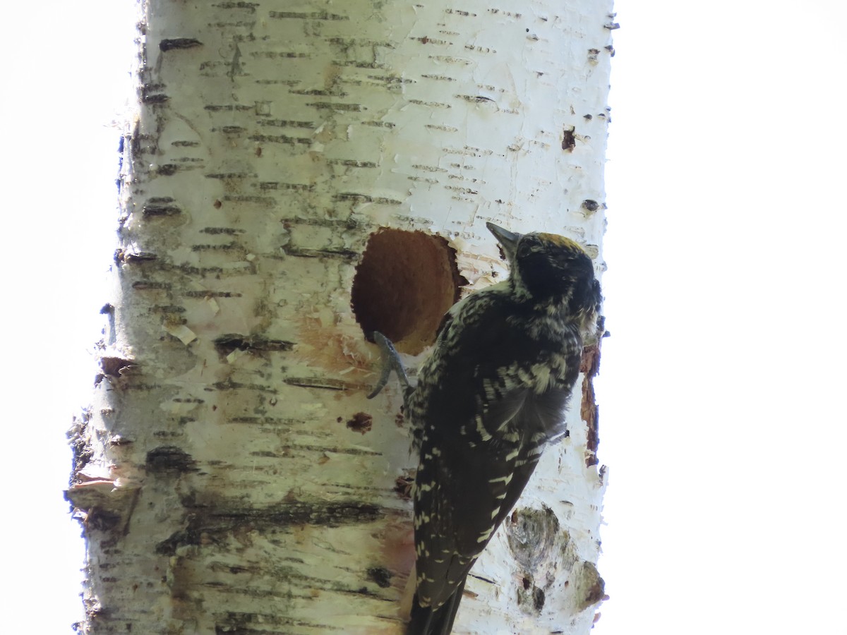 American Three-toed Woodpecker - ML620721533