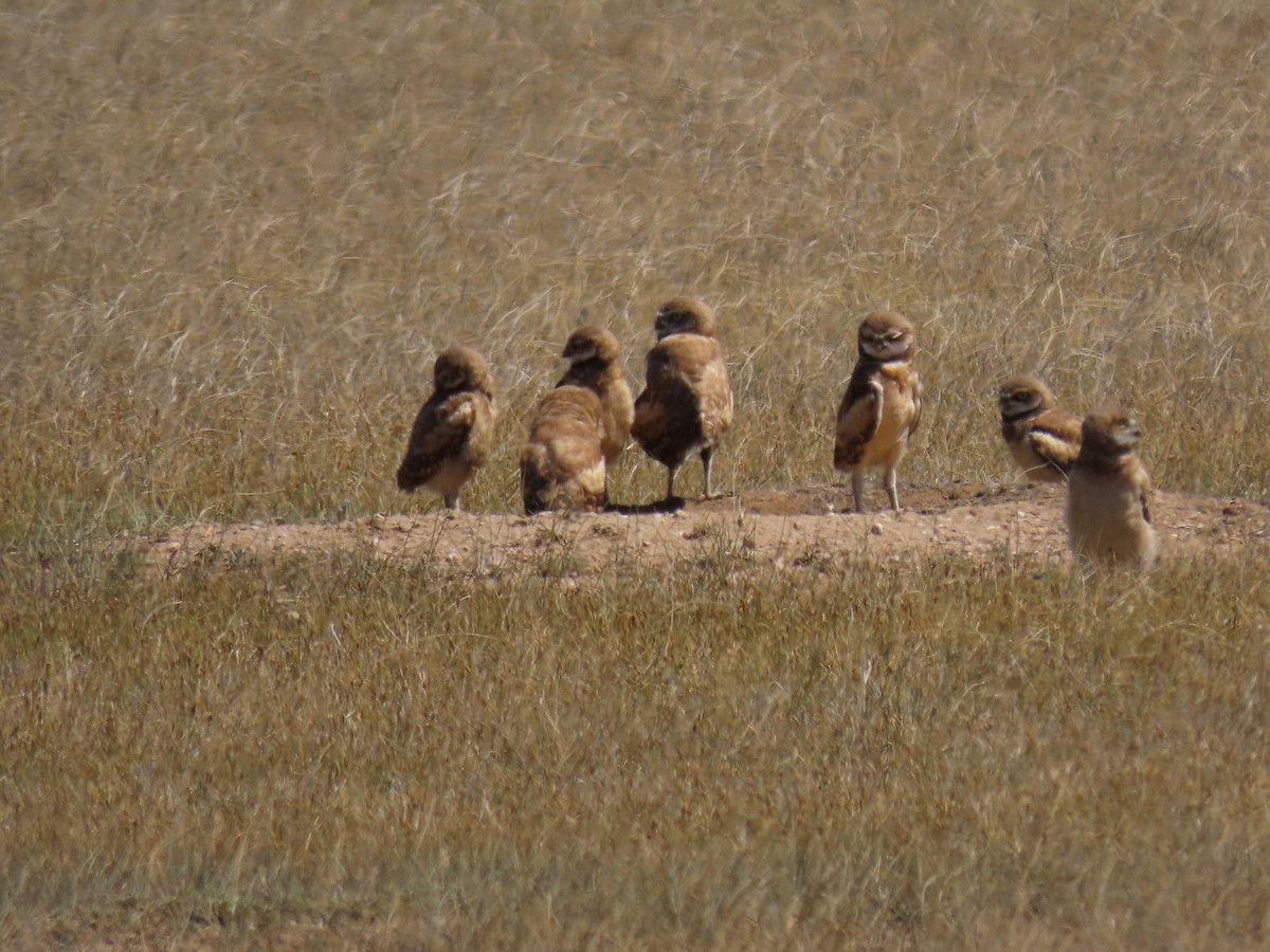 Burrowing Owl - ML620721537