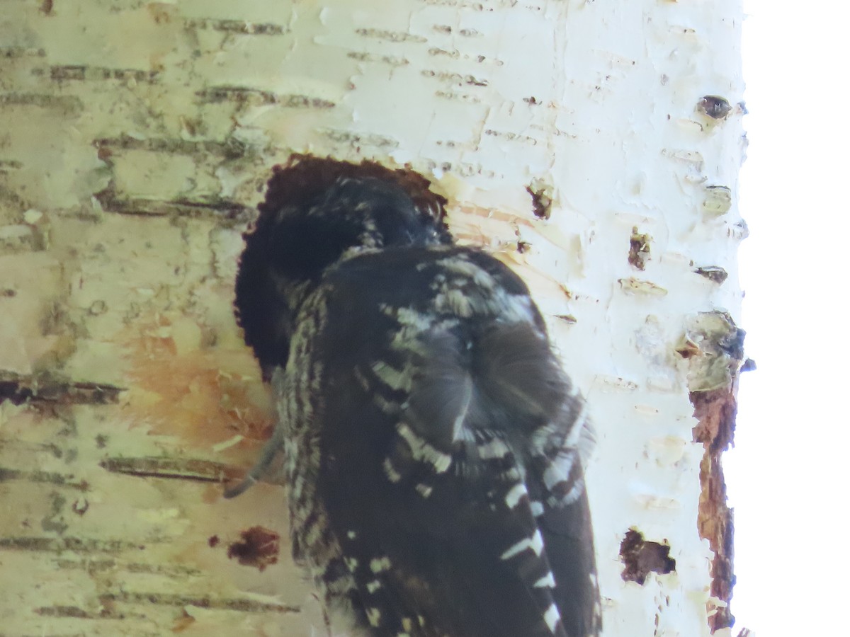 American Three-toed Woodpecker - ML620721541