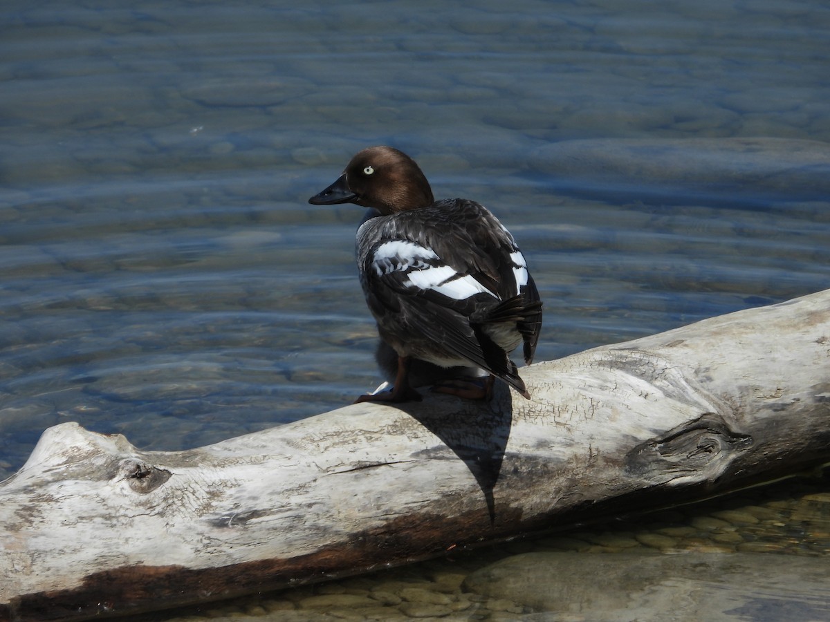 Common Goldeneye - ML620721555