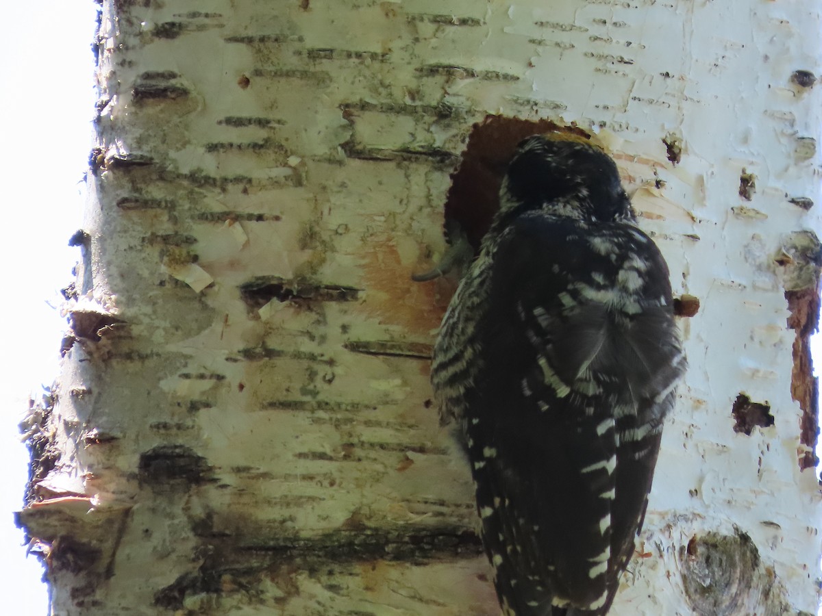 American Three-toed Woodpecker - ML620721556