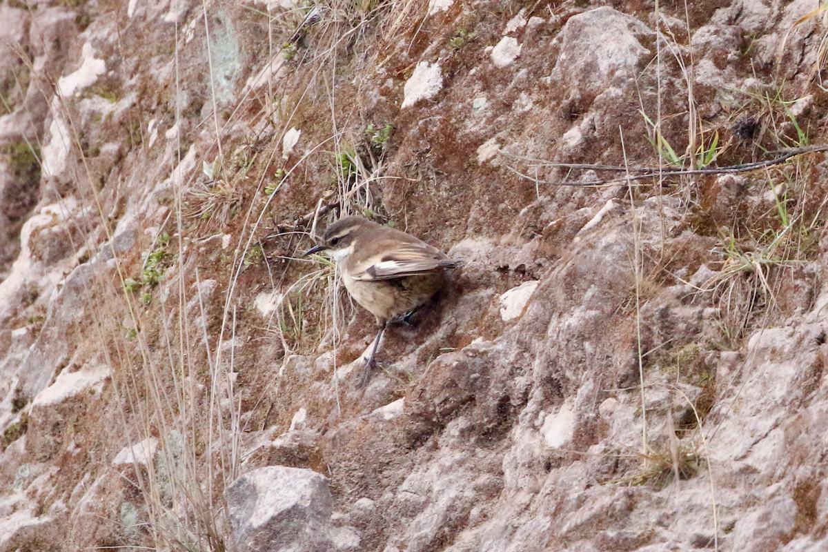 Cream-winged Cinclodes - ML620721570