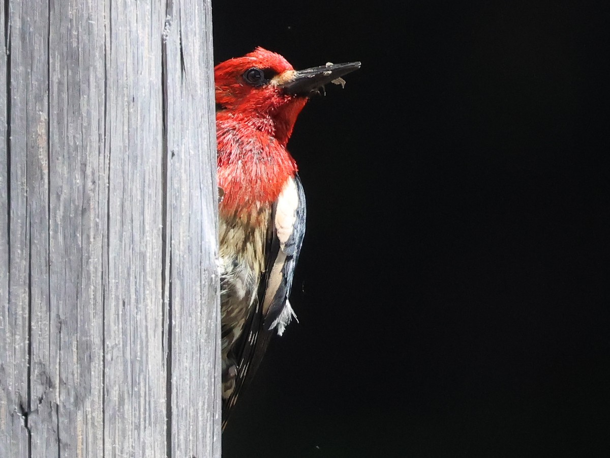 Red-breasted Sapsucker - Ian Burgess