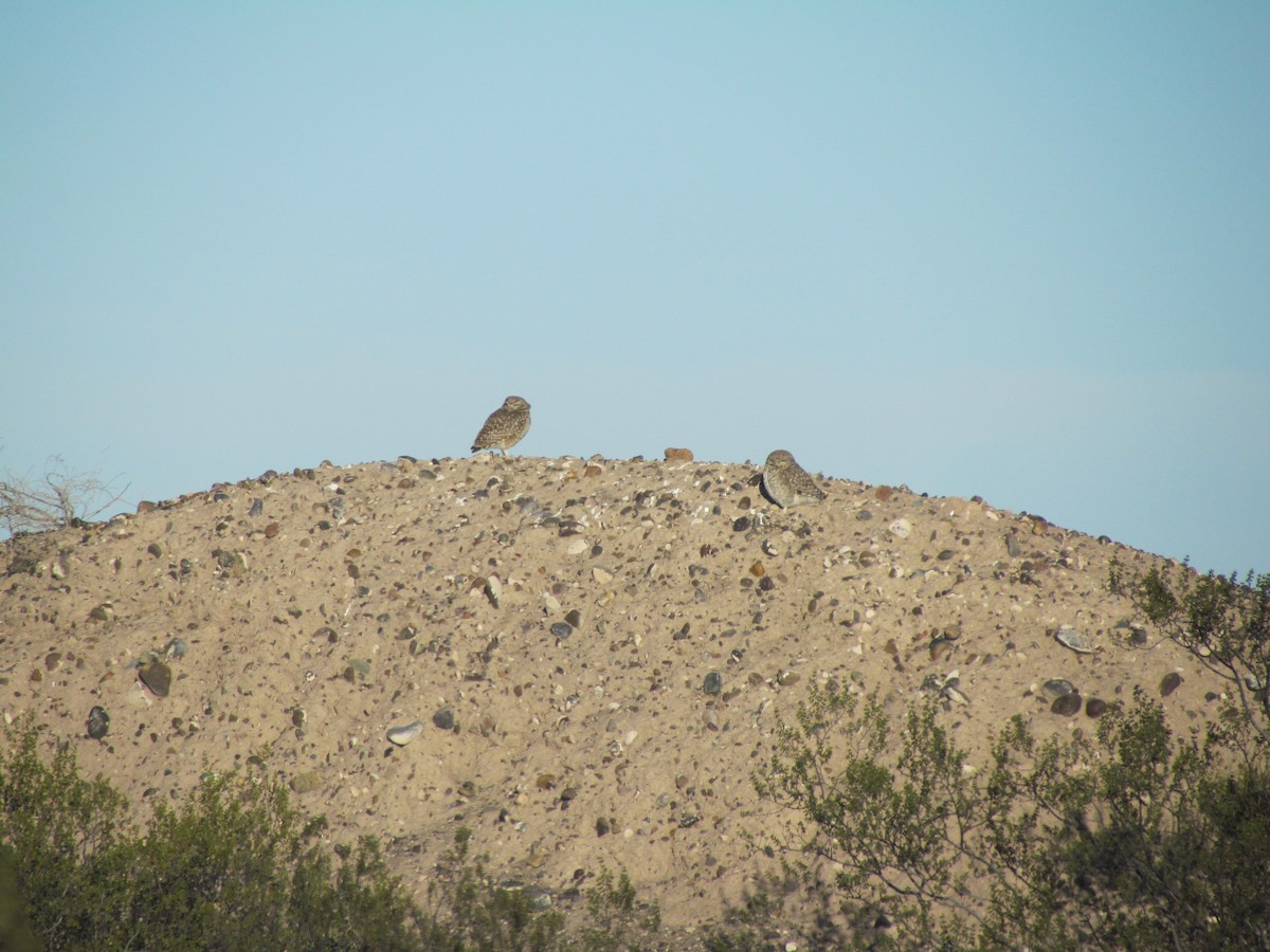 Burrowing Owl - ML620721574