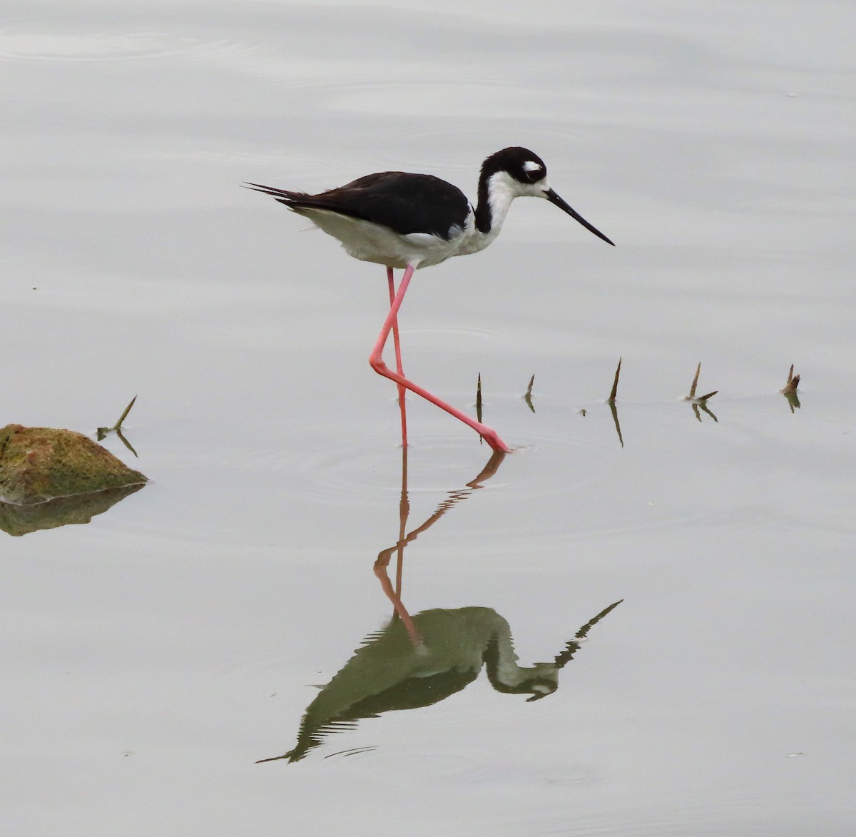 Black-necked Stilt - ML620721575