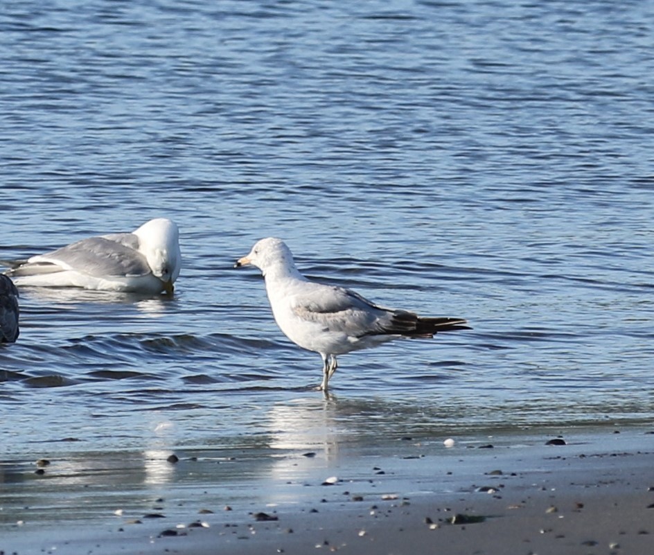 Ring-billed Gull - ML620721576