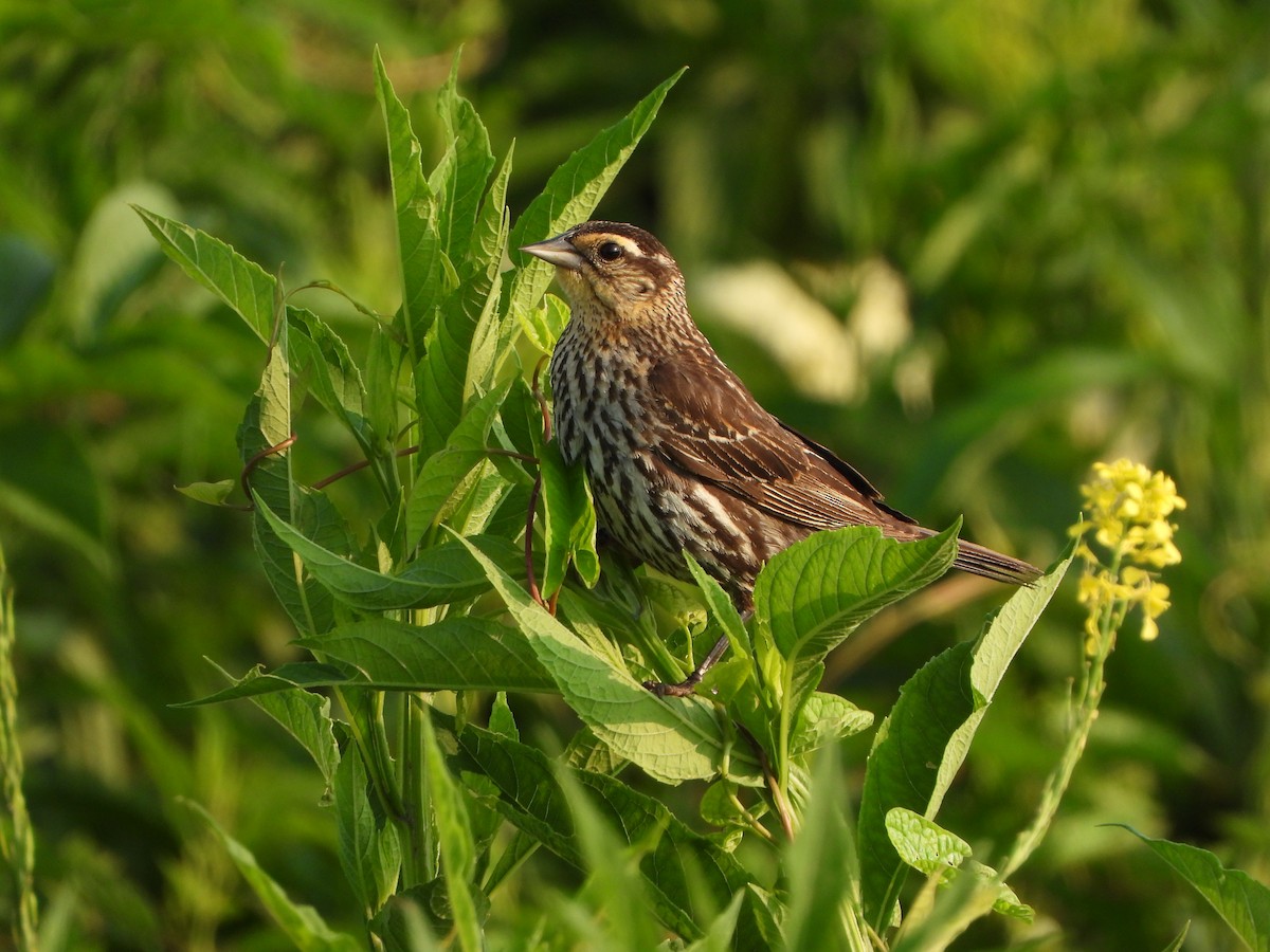 Red-winged Blackbird - ML620721577