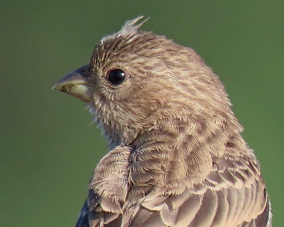 House Finch - ML620721578