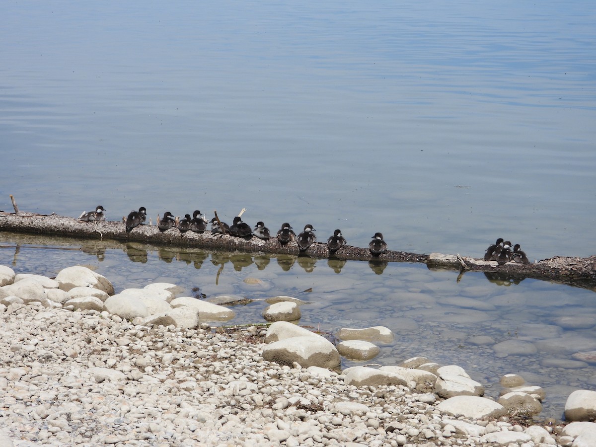 Common Goldeneye - ML620721579