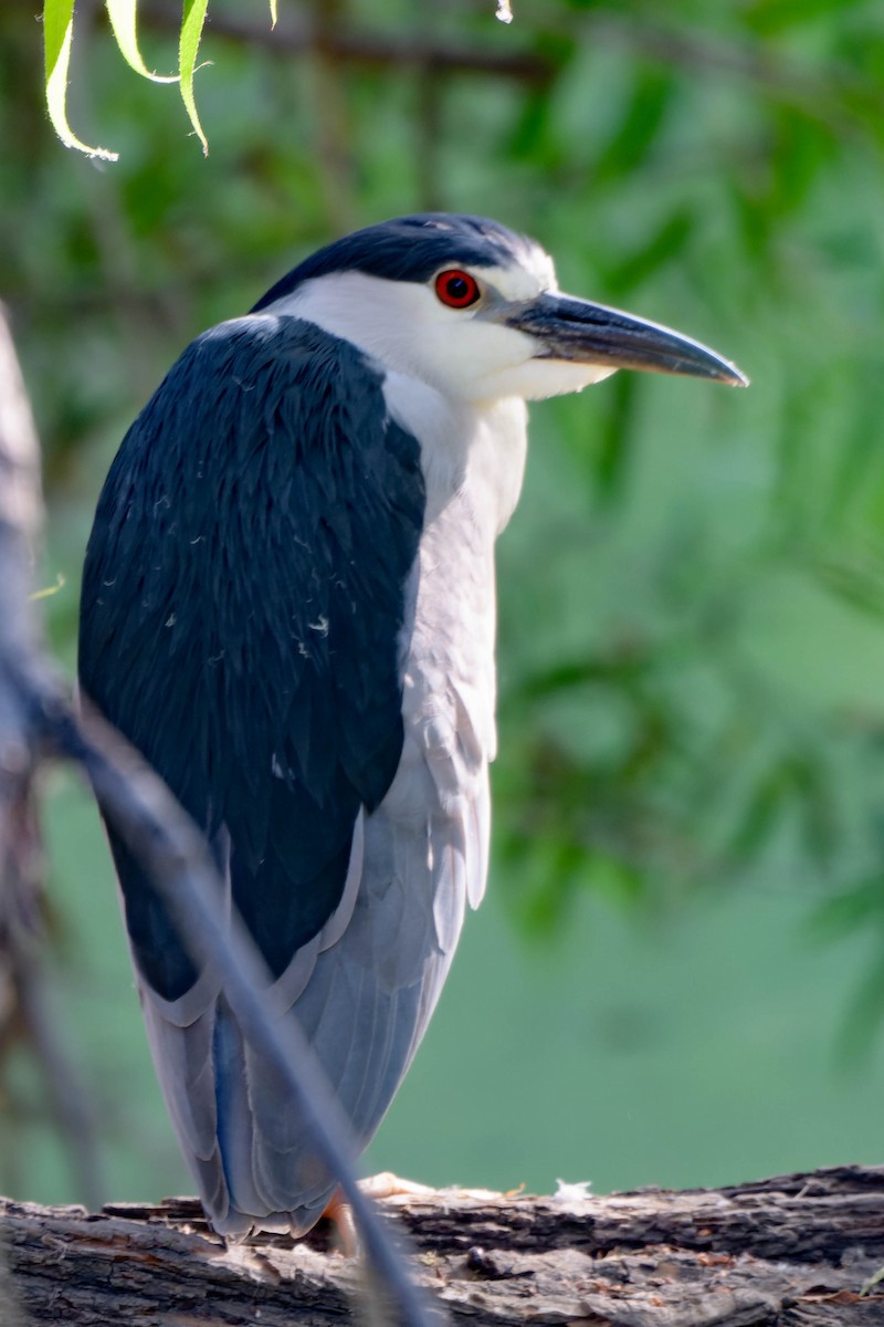 Black-crowned Night Heron - ML620721580