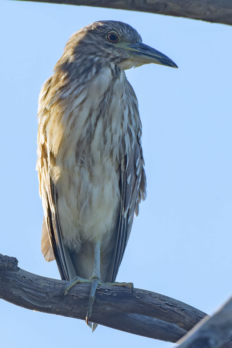 Black-crowned Night Heron - ML620721582