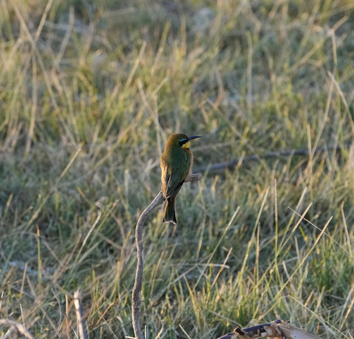 Swallow-tailed Bee-eater - ML620721584