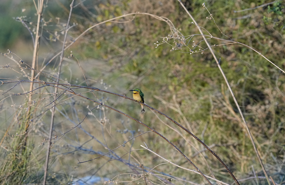 Little Bee-eater - ML620721585