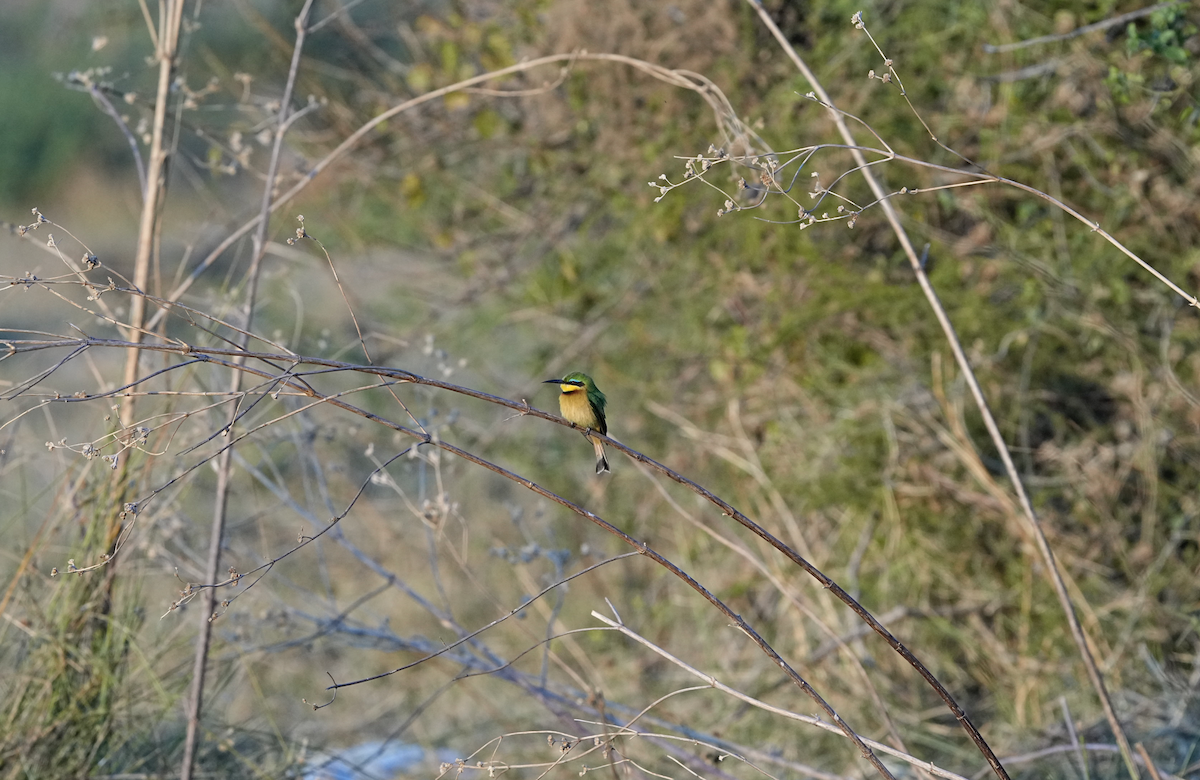 Abejaruco Chico - ML620721585