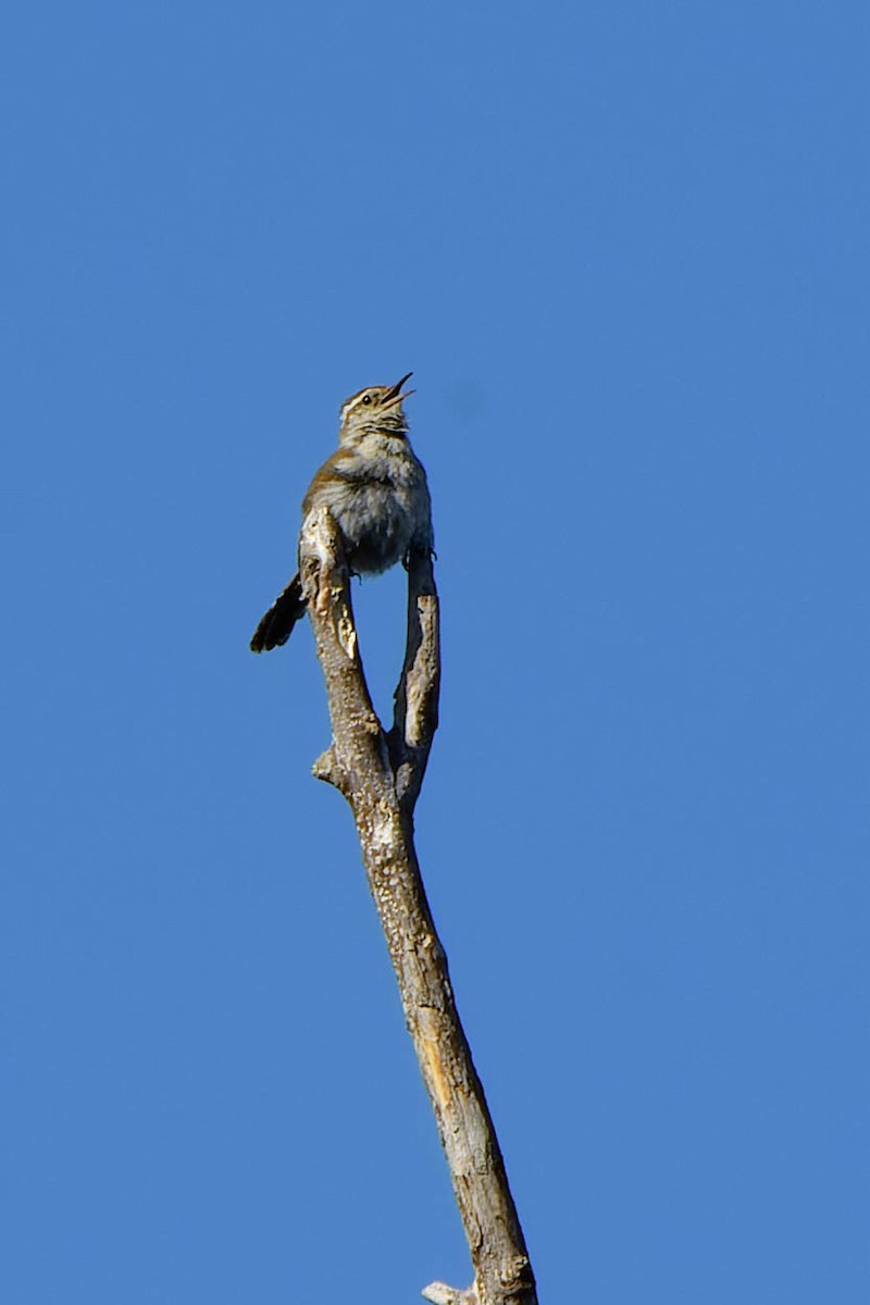 Bewick's Wren - ML620721586