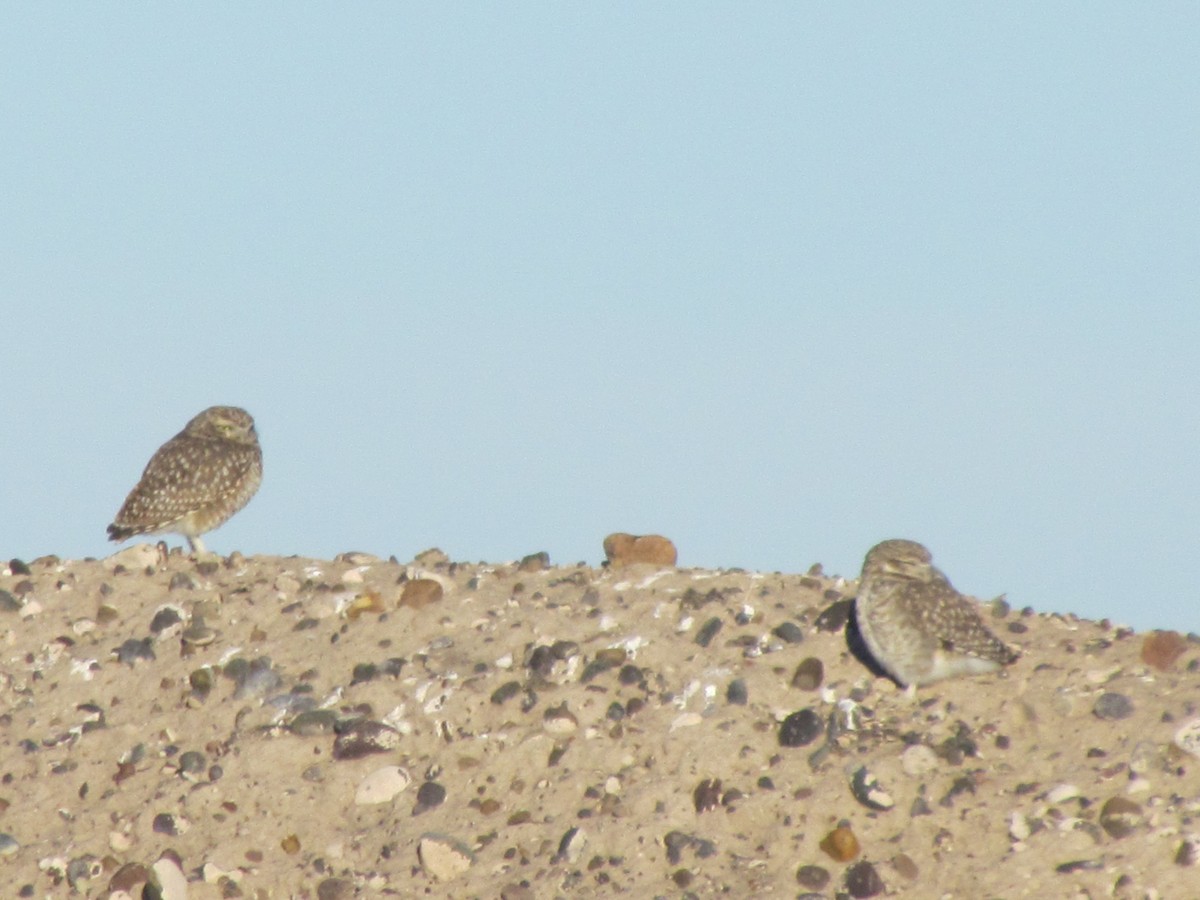 Burrowing Owl - ML620721588