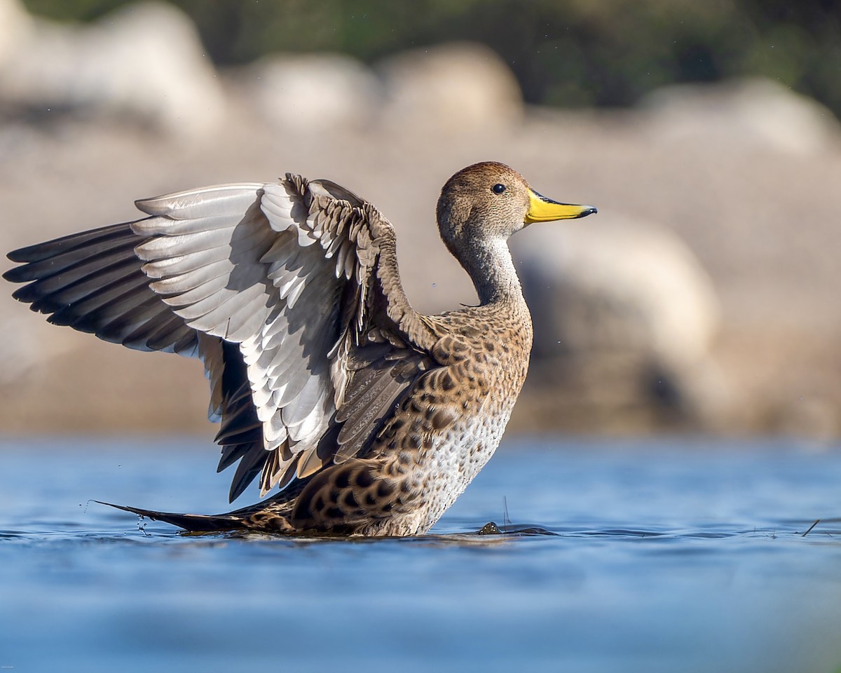 Yellow-billed Pintail - ML620721589