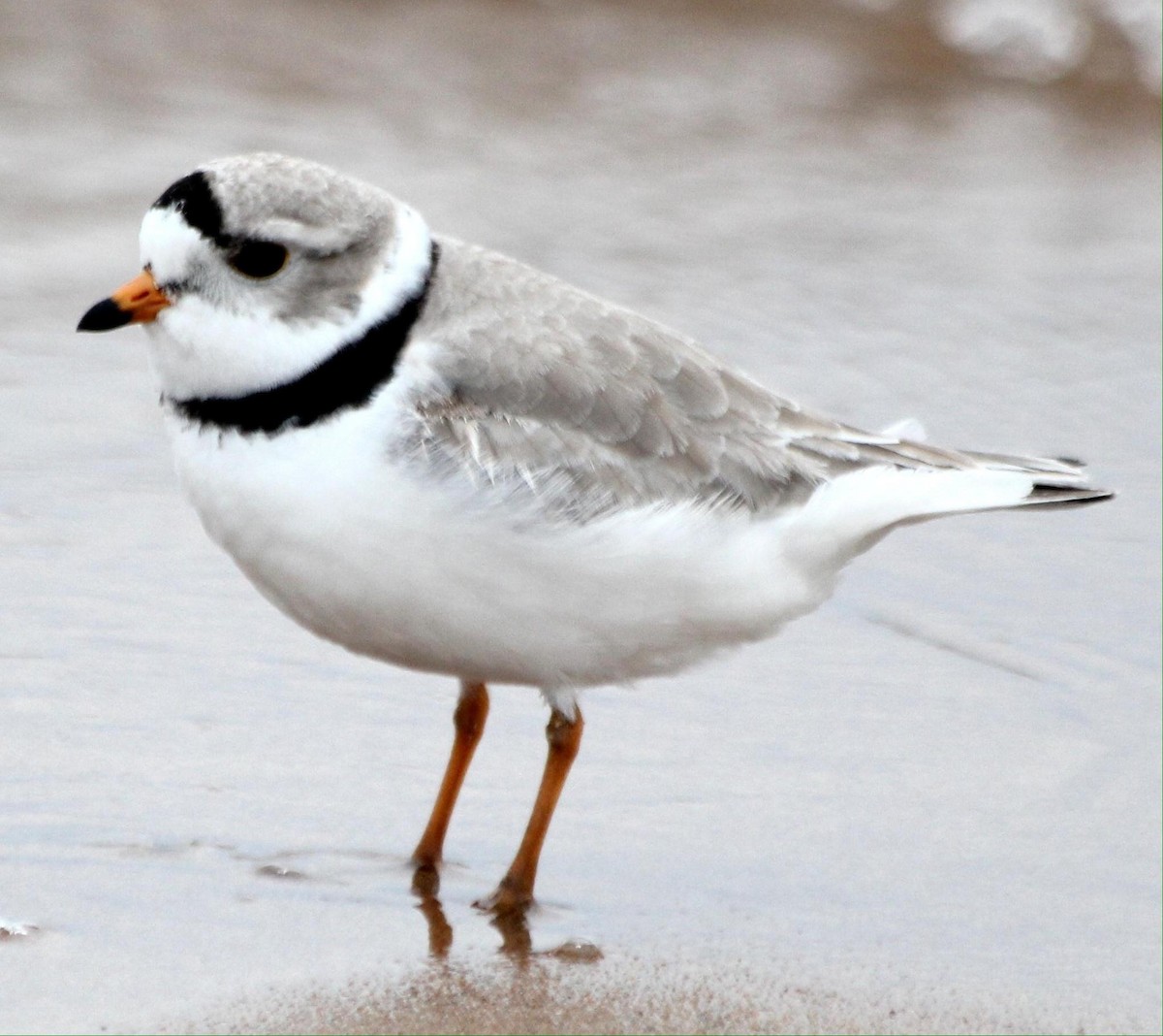 Piping Plover - ML620721591