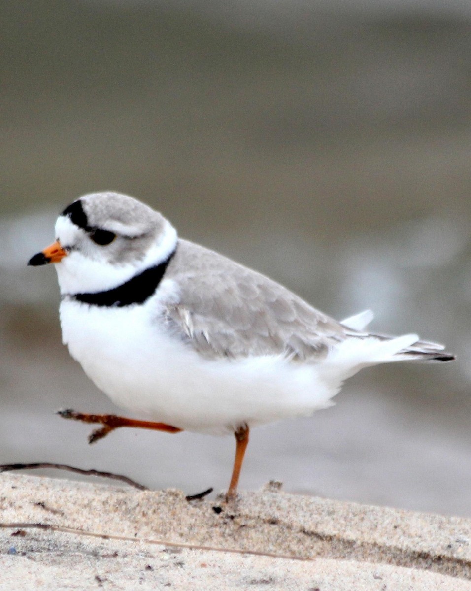 Piping Plover - ML620721592