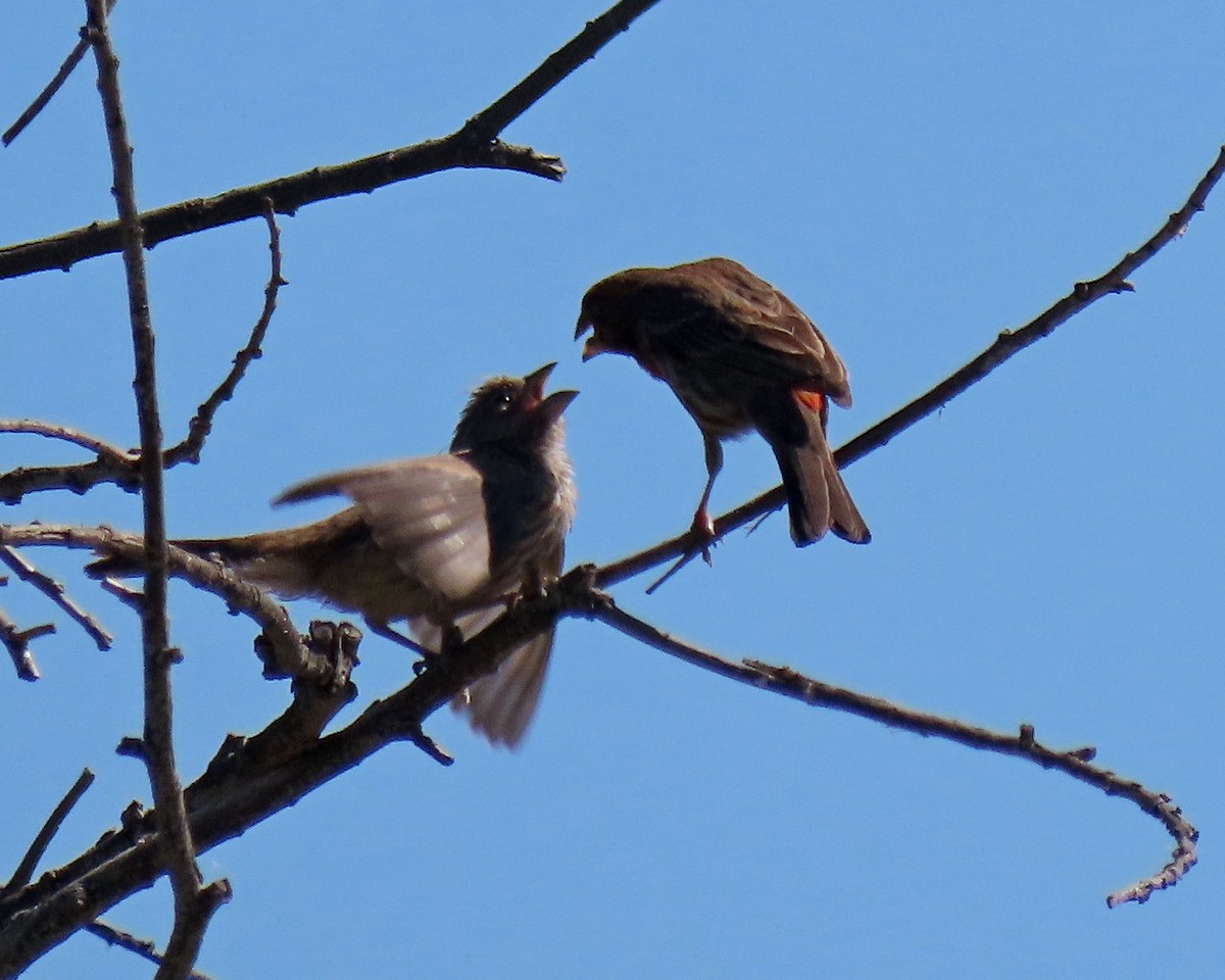 House Finch - ML620721594