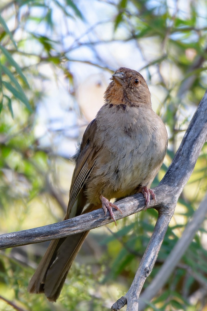 California Towhee - ML620721595