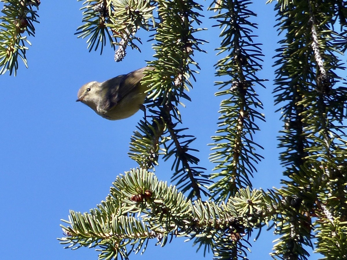 Hume's Warbler - ML620721597